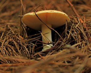 Mushrooms and Their Contribution to Health