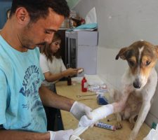 Debunking Myths About Pet Vaccination: Separating Fact from Fiction for Healthier Pets