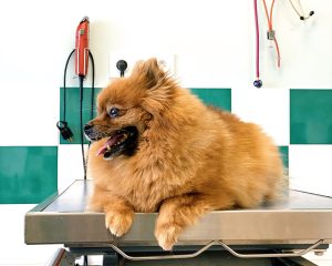 How Can Vaccinations Prevent Common Pet Diseases?
