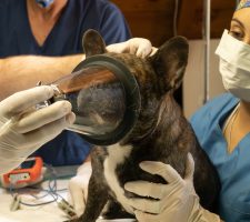 What Happens During a Pet Dental Procedure?