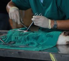 How Long Is the Recovery Period After Common Pet Surgeries?