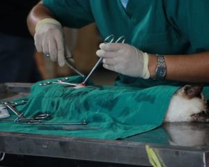 How Long Is the Recovery Period After Common Pet Surgeries?