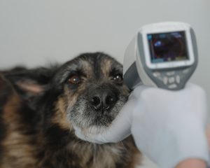 How Do Vet Internists and Vet Surgeons Collaborate on Care?