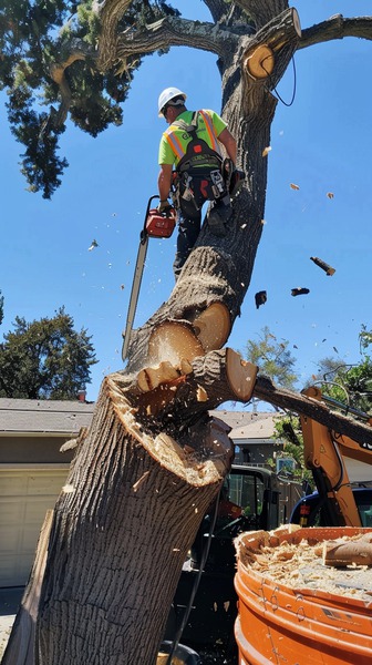 What Techniques Do Arborists Use for Safe and Effective Tree Pruning ...