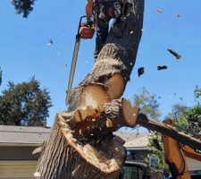 What Techniques Do Arborists Use for Safe and Effective Tree Pruning?