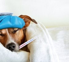 Finding Reliable After-Hours Pet Emergency Care: Tips and Resources