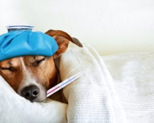 Finding Reliable After-Hours Pet Emergency Care: Tips and Resources